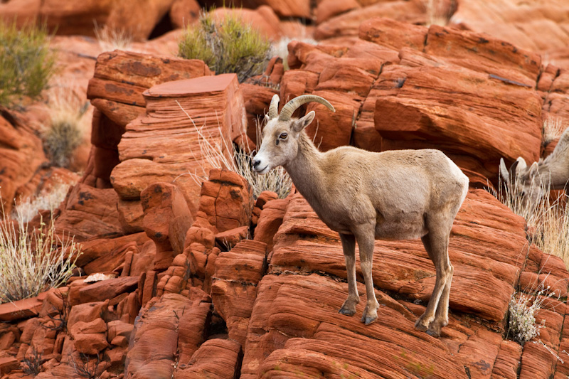 Bighorn On Slickrock